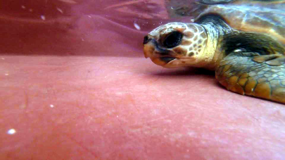 Olivià, la tartaruga liberata