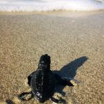 Cambiamenti dei periodi di nidificazione delle tartarughe sulle spiagge